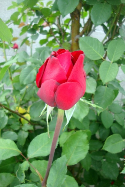 Strapačky s kyslou kapustou a s bôčikovou nadstavbou (fotorecept) - obrázok 15