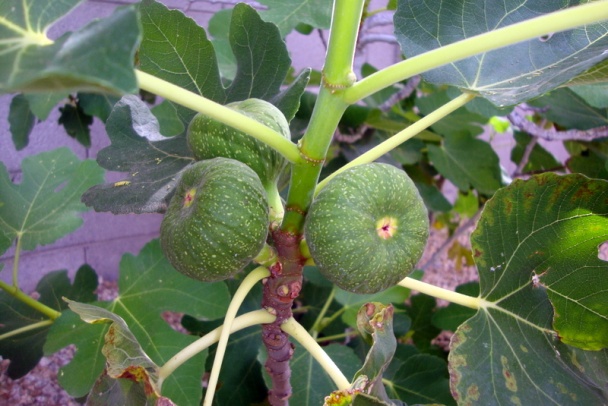 Trojmäsové gigant gule v arrabbiata-marinara omáčke (fotorecept) - obrázok 13