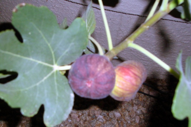 Trojmäsové gigant gule v arrabbiata-marinara omáčke (fotorecept) - obrázok 14