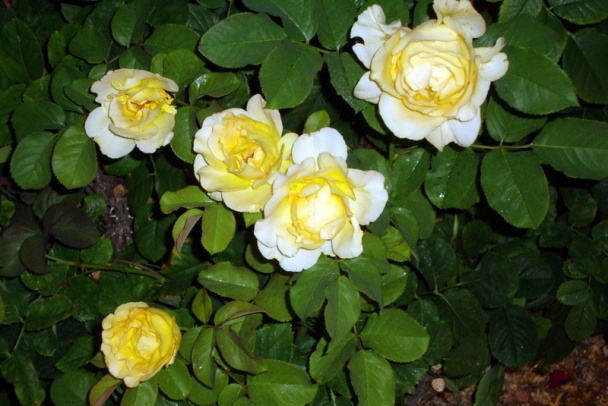 Trojmäsové gigant gule v arrabbiata-marinara omáčke (fotorecept) - obrázok 15