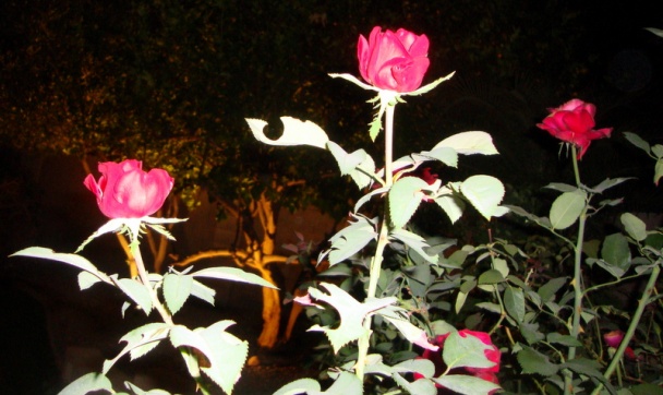 Praženica s hlivou ustricovou na šalotke a póre (fotorecept) - obrázok 9