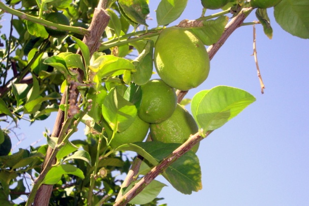 Kuracie stehná na dubákoch (fotorecept) - obrázok 13