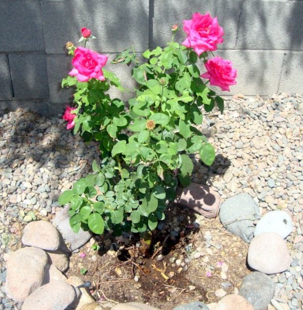 Kuracie stehná na dubákoch (fotorecept) - obrázok 14