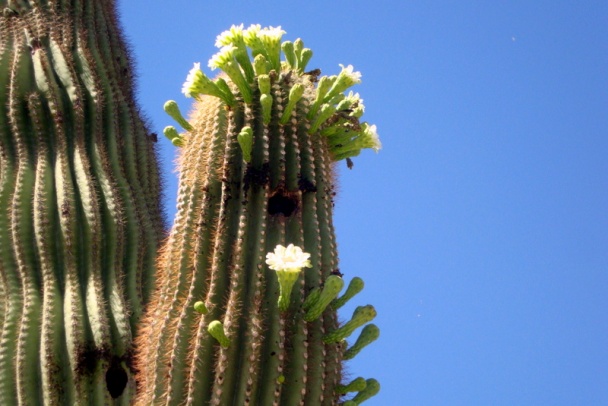Fliačky so šunkou, s mozzarellou a čedarom (fotorecept) - obrázok 12