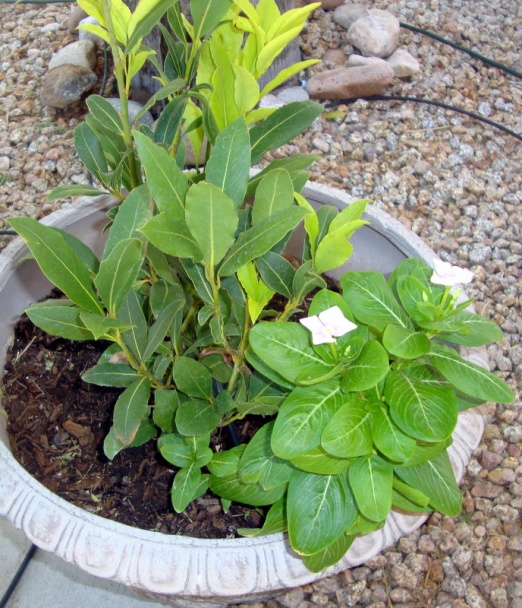 Hliva ustricová na póre a kapii (fotorecept) - obrázok 8