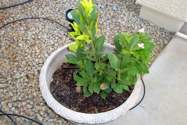 Paprikáš z kuracích pŕs s cuketkami a hubami (fotorecept) - obrázok 14