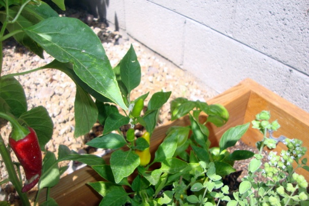 Zemiakový guláš spod Bankova (fotorecept) - obrázok 13