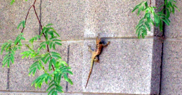 Zemiakový guláš spod Bankova (fotorecept) - obrázok 14