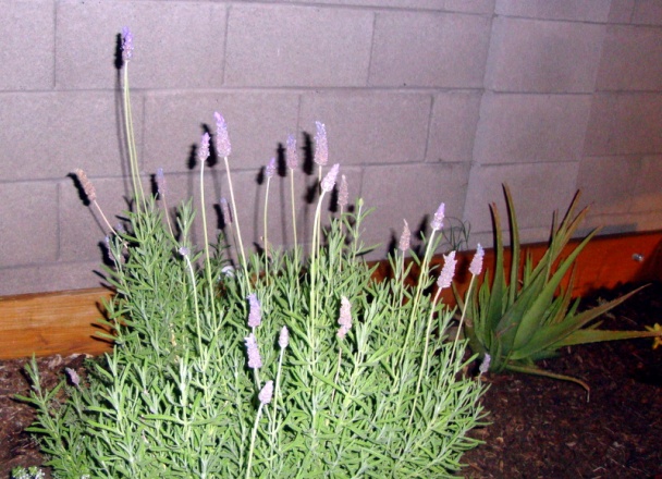 Raňajkové reďkovky s údenou parenicou (fotorecept) - obrázok 9