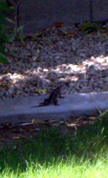 Kuracia pečeň so škvarkami (fotorecept) - obrázok 10