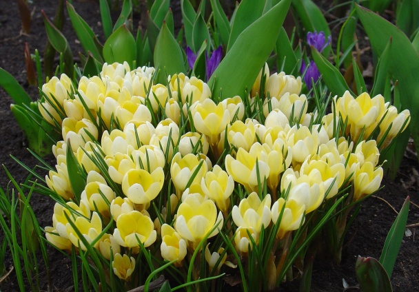 Hliva ustricová s cestovinami - obrázok 1