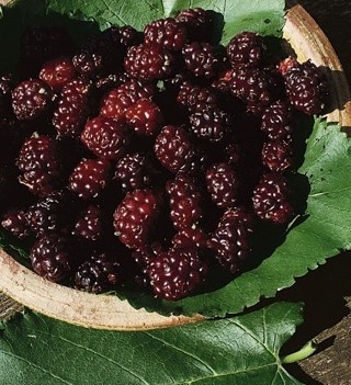 Zavárané moruše (fotorecept) - obrázok 1