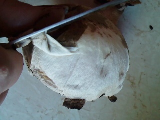 Vyprážané plnené šampiňóny (fotorecept) - obrázok 1