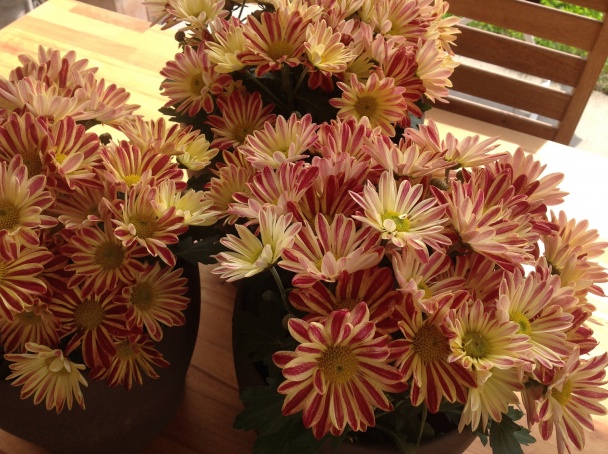 Slané pečivo - obrázok 3