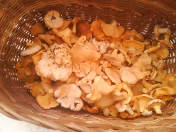 Kuriatková žemľovka (fotorecept) - obrázok 1