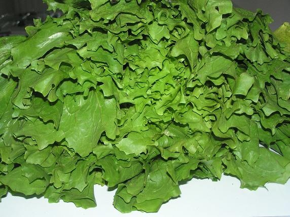 Pyré s endíviou (fotorecept) - obrázok 3