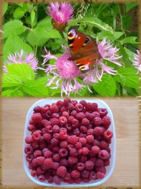 Hrnčekový koláč s tvarohom a čerstvými lesnými malinami (fotorecept) - obrázok 1