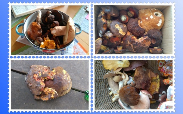 Sušené  huby do zásoby (fotorecept)    - obrázok 1