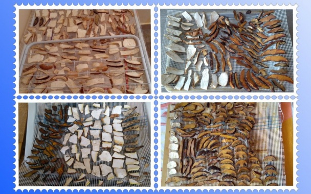 Sušené  huby do zásoby (fotorecept)    - obrázok 3