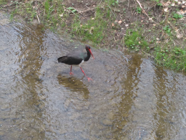 Hrnčekové jablkovo-makové krémové rezy (fotorecept) - obrázok 1