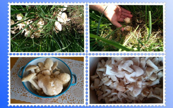 Polievka z čerstvých májoviek - obrázok 1