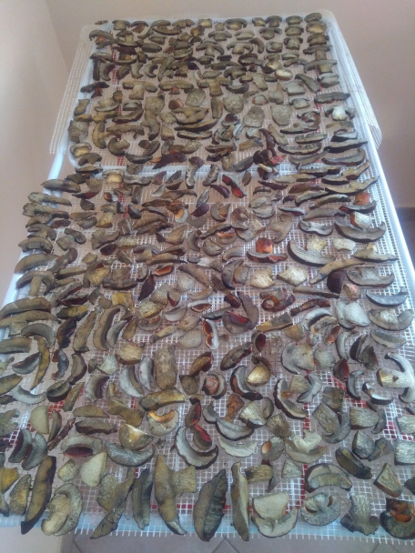 Polievka z čerstvých modrákov a kuriatok – východniarska kulajda  - obrázok 1