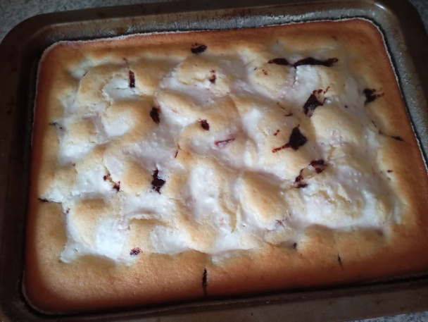 Gavalierik malý - obrázok 5