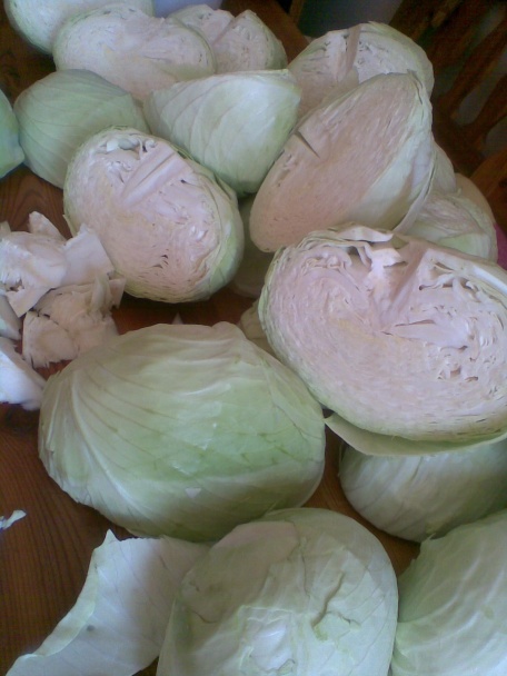 Sudová kapusta - obrázok 1