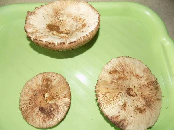 Farebné bedle (fotorecept) - obrázok 1