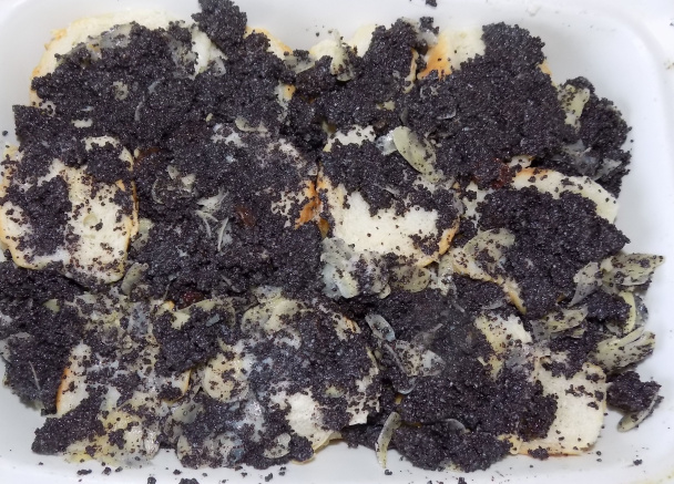 Nepečená maková žemľovka (fotorecept) - obrázok 6