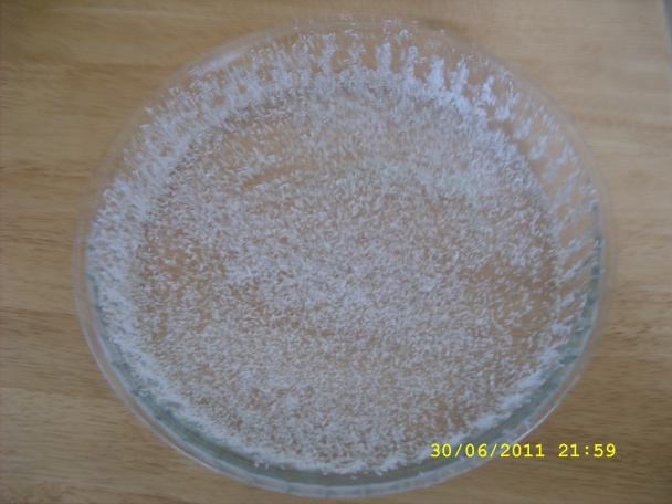 Celozrnný koláčik s mirabelkami (fotorecept) - obrázok 4