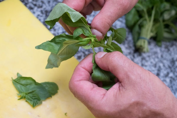 Trojfarebné ihly (fotorecept) - obrázok 2