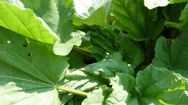 Rebarborový koláč s jahodami - obrázok 2