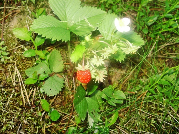 Koláčik s lesnými jahôdkami (fotorecept) - obrázok 1