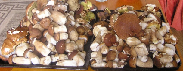 Králik na dubákoch (fotorecept) - obrázok 7