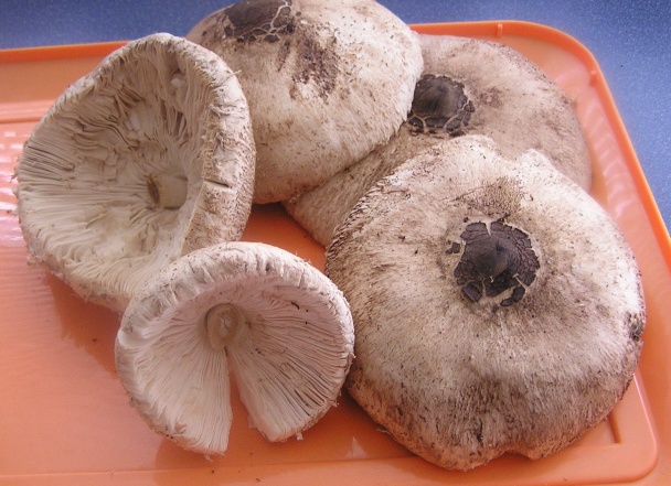 Vyprážané bedle so šunkou (fotorecept) - obrázok 1