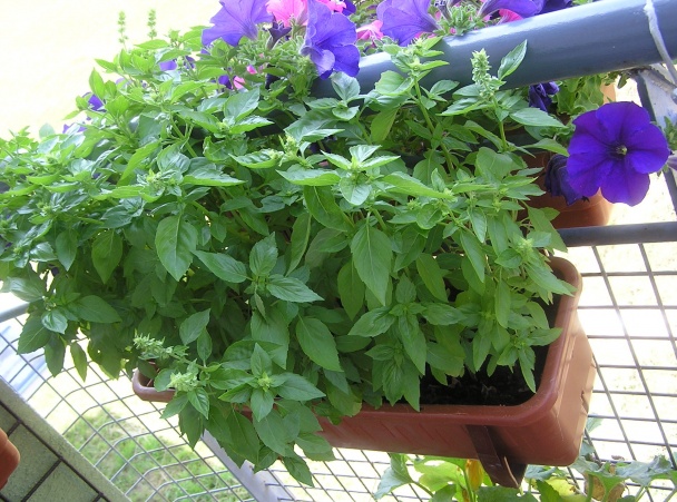 Baklažánové lasagne (fotorecept) - obrázok 3