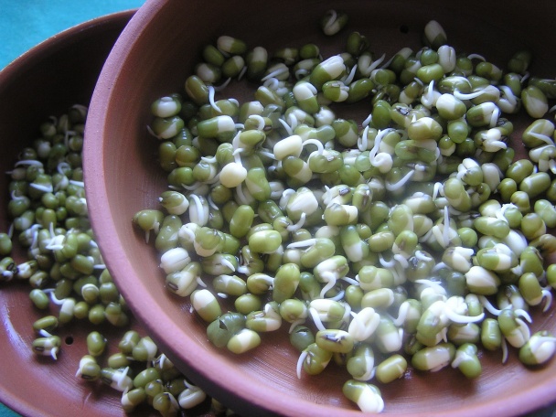 Nakličovanie semien (fotorecept) - obrázok 6