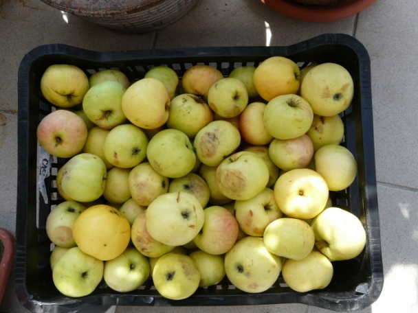 Jablčné želé (fotorecept) - obrázok 2