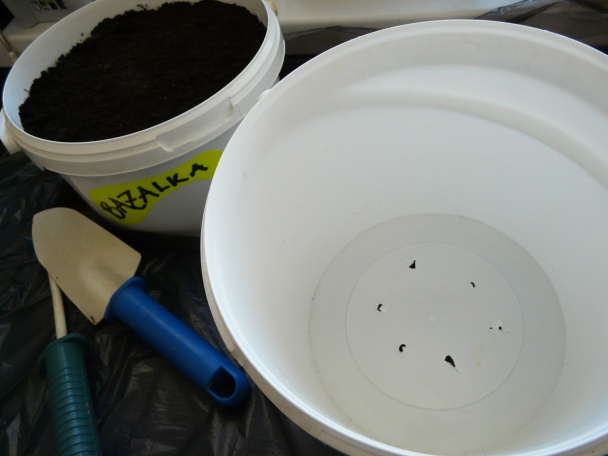 Bazalka - pestovanie a použitie v kuchyni (fotopostup) - obrázok 2