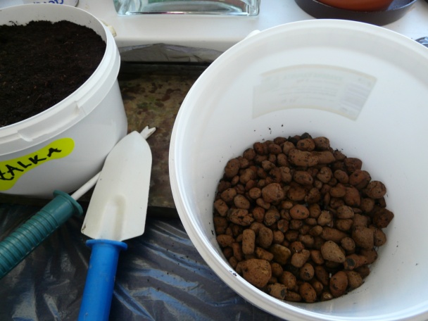 Bazalka - pestovanie a použitie v kuchyni (fotopostup) - obrázok 3