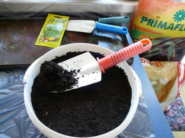 Bazalka - pestovanie a použitie v kuchyni (fotopostup) - obrázok 4