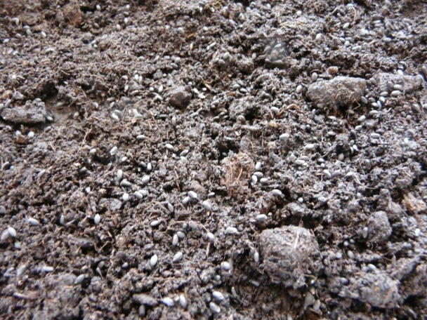 Bazalka - pestovanie a použitie v kuchyni (fotopostup) - obrázok 5