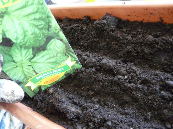 Bazalka - pestovanie a použitie v kuchyni (fotopostup) - obrázok 8