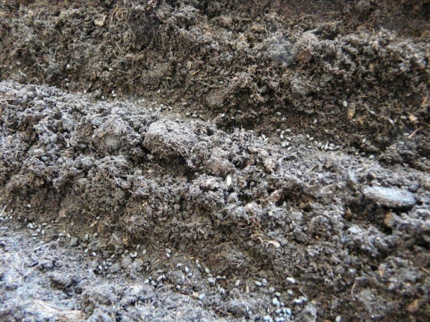 Bazalka - pestovanie a použitie v kuchyni (fotopostup) - obrázok 9