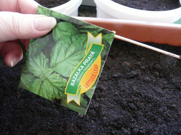Bazalka - pestovanie a použitie v kuchyni (fotopostup) - obrázok 10