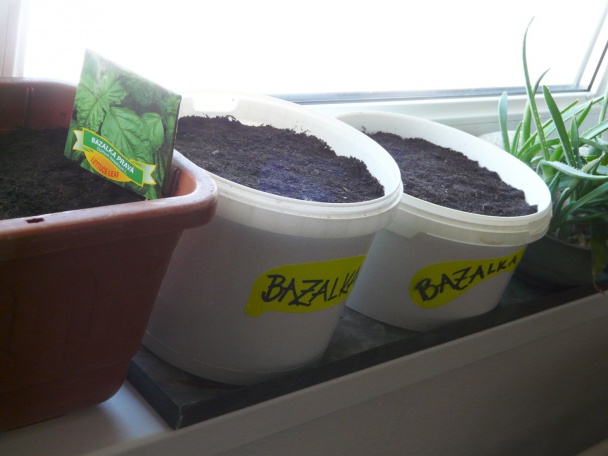 Bazalka - pestovanie a použitie v kuchyni (fotopostup) - obrázok 11