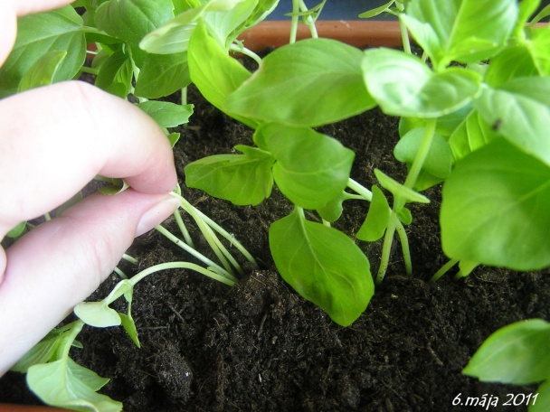 Bazalka - pestovanie a použitie v kuchyni (fotopostup) - obrázok 13
