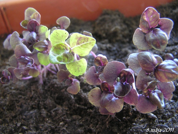 Bazalka - pestovanie a použitie v kuchyni (fotopostup) - obrázok 14