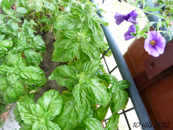 Bazalka - pestovanie a použitie v kuchyni (fotopostup) - obrázok 15